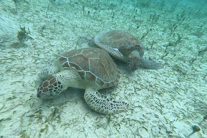 culebra-snorkeling-tour-with-transportation-from-san-juan