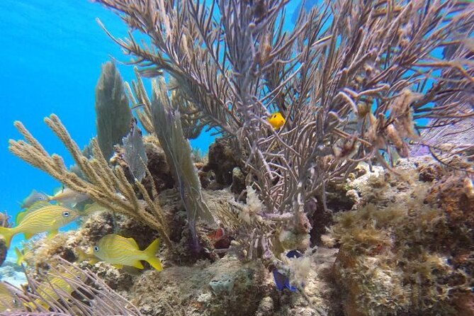 culebra-swim-with-turtles-adventure-and-flamenco-beach-by-ferry