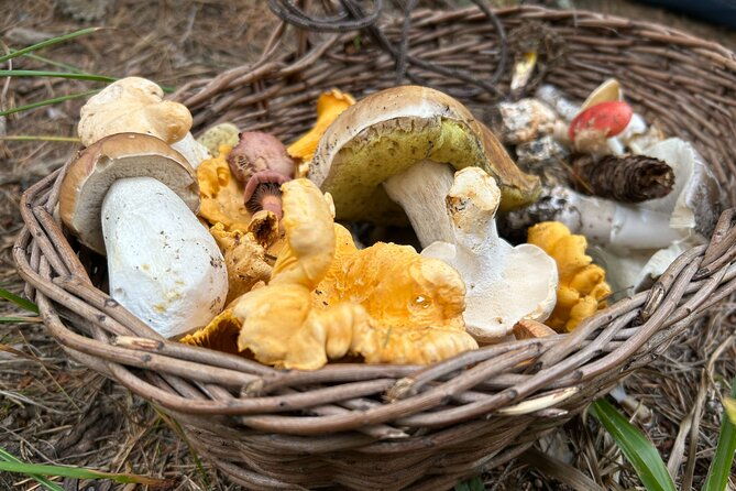 culinary-adventure-to-the-fungi-and-botanical-kingdom-of-bulgaria