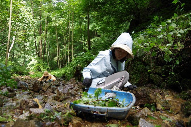 cultivate-organic-wasabi