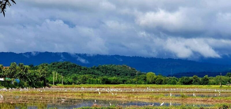 cultural-immersion-thai-cooking-rice-farming-eco-printing