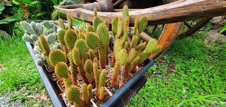 cultural-immersion-thai-cooking-rice-farming-eco-printing