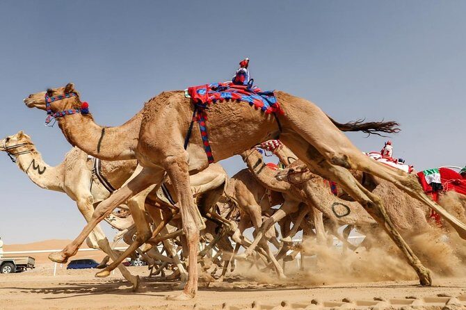 Cultural & Thrills: Sheikh Faisal Museum & Camel Race Adventure - Who Will Love This Tour?