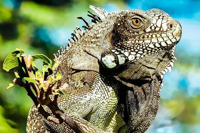 curacao-affordable-totally-customizable-private-tour