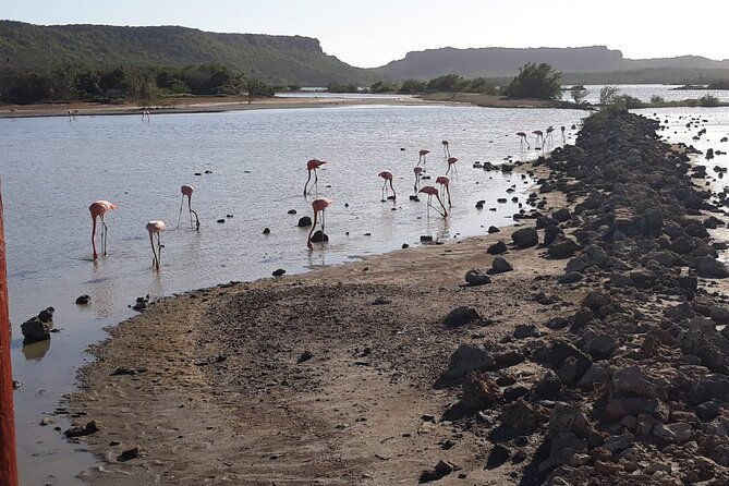 curacao-sea-turtle-swim-and-west-side-natural-highlights