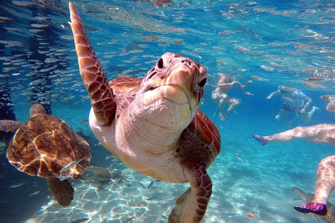 curacao-swimming-with-sea-turtles-and-grote-knip-beach-tour-2