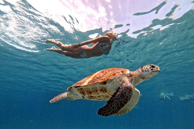 curacao-swimming-with-sea-turtles-and-grote-knip-beach-tour
