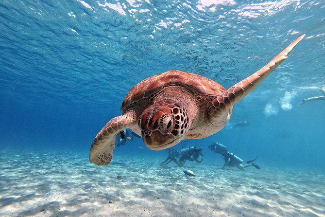 curacao-swimming-with-sea-turtles-and-grote-knip-beach-tour