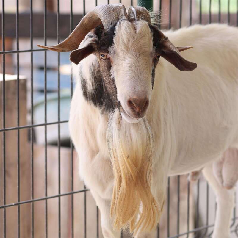 curacao-the-olivia-hacienda