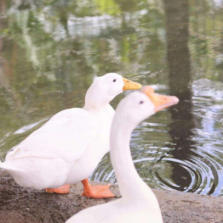 curacao-the-olivia-hacienda
