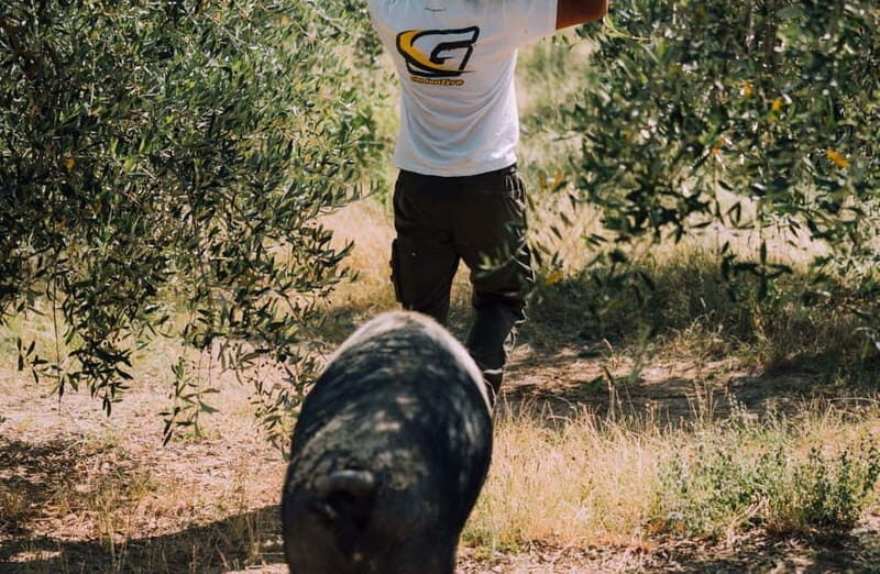 Cured Meat & Olive Oil Tasting & Visit near Pisa & Livorno - The Value of This Experience