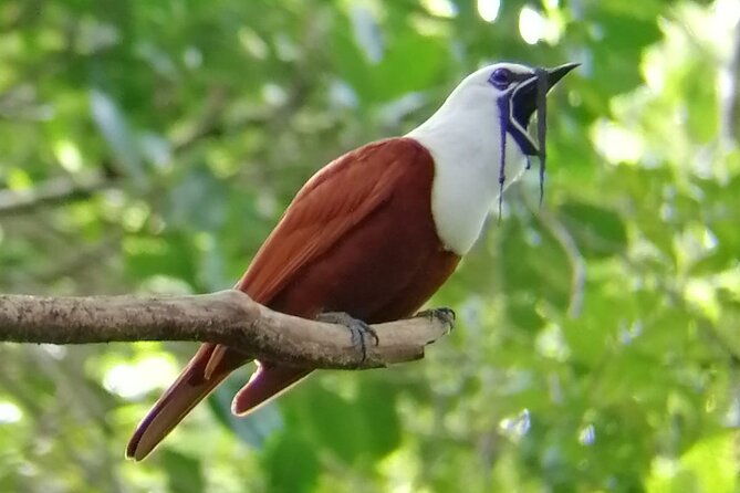 curicancha-birdwatching-tour-2