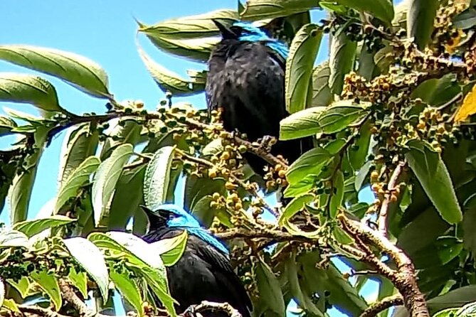 curicancha-birdwatching-tour-2