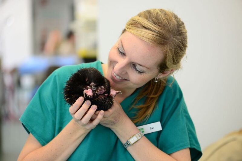 Currumbin Wildlife Sanctuary Entry Ticket - FAQ About Currumbin Wildlife Sanctuary