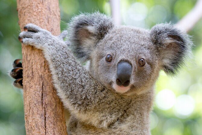 Currumbin Wildlife Sanctuary General Entry Ticket - Exploring Currumbin Wildlife Sanctuary: A Genuine Wildlife Experience