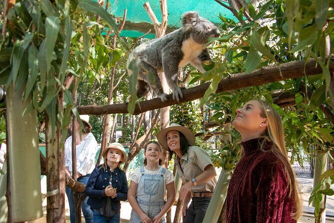 Currumbin Wildlife Sanctuary General Entry Ticket - Key Points