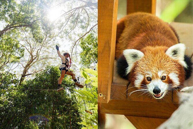 Currumbin Wildlife Sanctuary Pass + The Treetop Challenge - Starting Point: A Day of Wildlife and Adventure