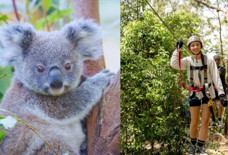 Currumbin Wildlife Sanctuary & TreeTop Challenge Combo - The TreeTop Challenge Adventure Park: An Aerial Thrill