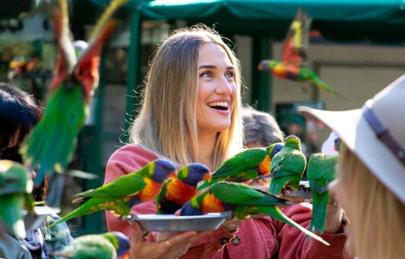Currumbin Wildlife Sanctuary & TreeTop Challenge Combo - Combining Wildlife and Adventure: Is It Worth It?