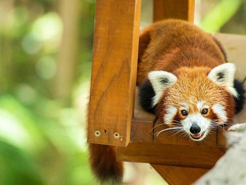 Currumbin Wildlife Sanctuary & TreeTop Challenge Combo - Final Thoughts: Is It For You?