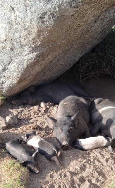 cuscionus-plateau-1000-waterholesgrass-pozzines