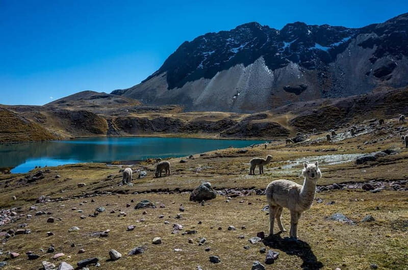 Cusco: 7 Lagoons of Ausangate Full Day - The Itinerary: A Day in the Mountains