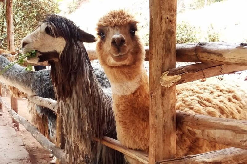 cusco-alpaca-and-llama-farm-tour-and-weaving-demonstration