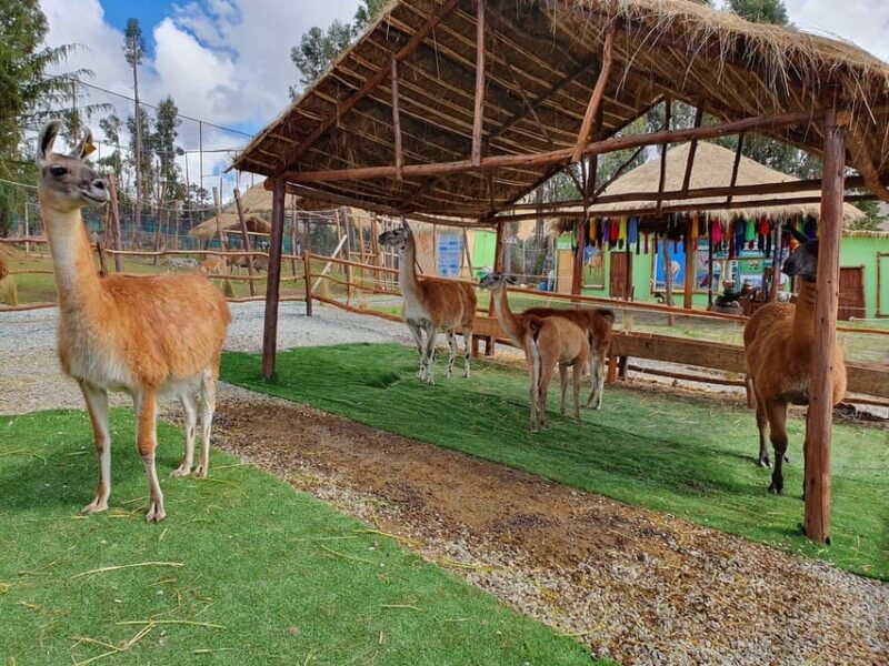 cusco-alpaca-and-llama-farm-tour-w-transfer-weaving-demo