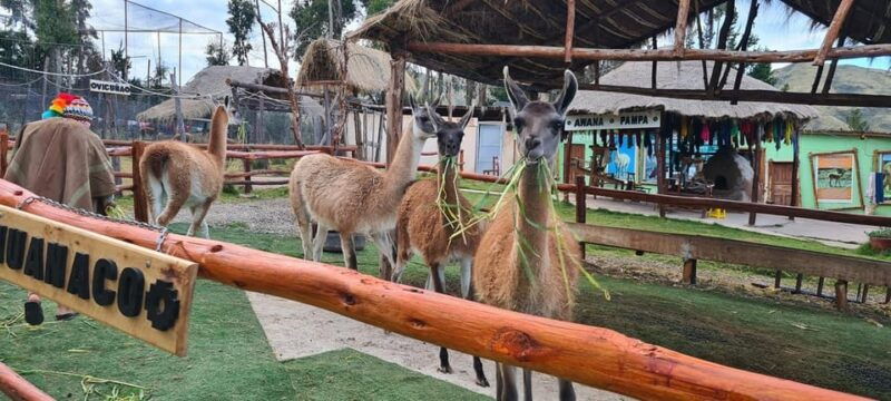 cusco-alpaca-and-llama-farm-tour-w-transfer-weaving-demo