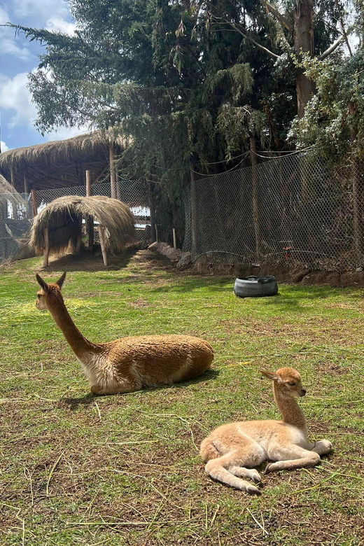 cusco-alpaca-and-llama-farm-tour-w-transfer-weaving-demo