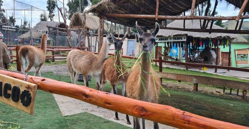 cusco-alpaca-and-llama-farm-tour-w-transfer-weaving-demo
