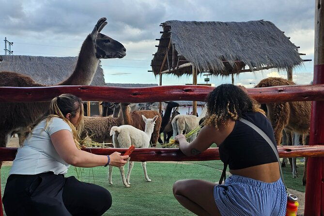 cusco-alpaca-and-llama-farm-tour-with-transfer-weaving-demo