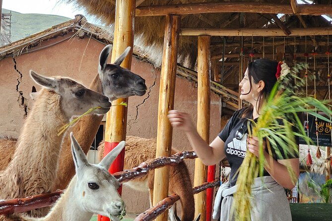 cusco-alpaca-and-llama-farm-tour-with-transfer-weaving-demo