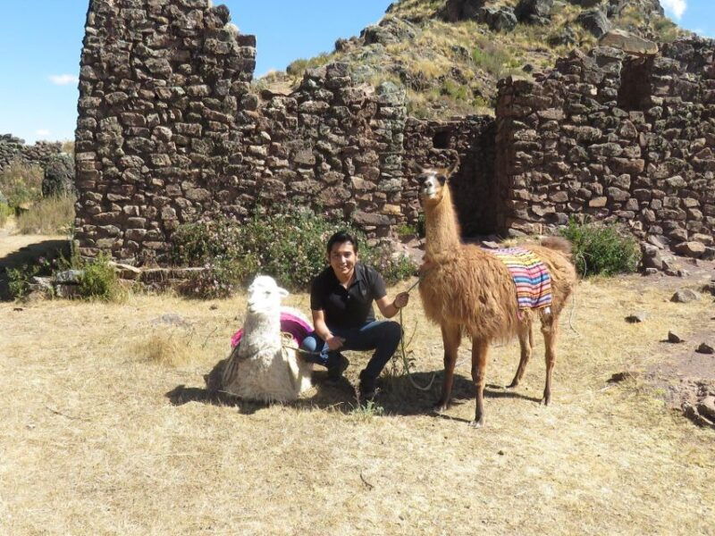 cusco-alpaca-therapy-in-the-cuyo-chico-community-half-day