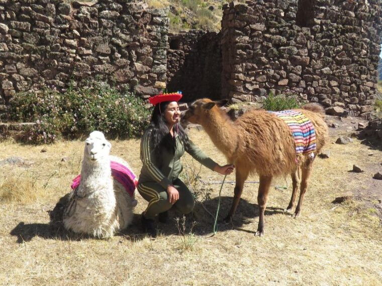 cusco-alpaca-therapy-in-the-cuyo-chico-community-half-day