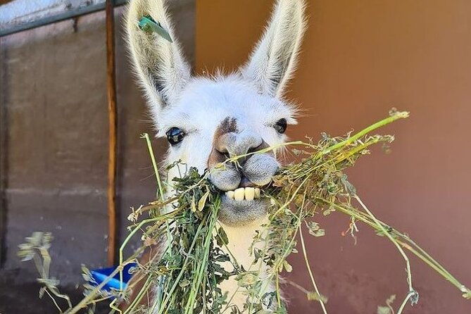 cusco-city-nearby-ruins-private-service