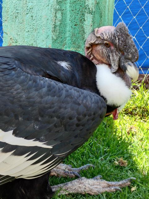 cusco-cochahuasi-animal-sanctuary-tour-with-rescued-animals