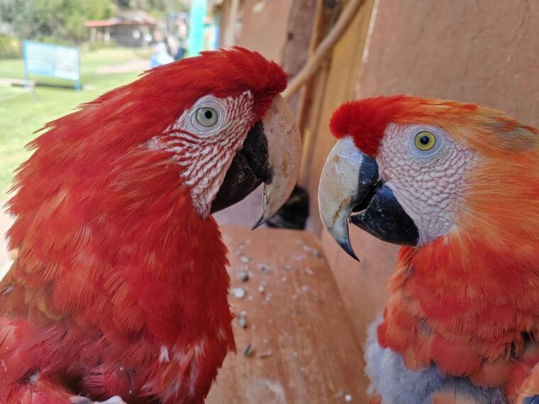 cusco-cochahuasi-animal-sanctuary-tour-with-rescued-animals