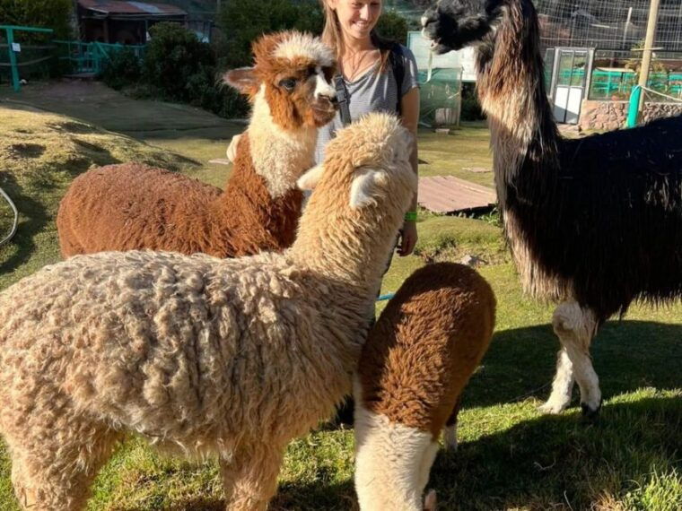 cusco-cochahuasi-animal-sanctuary-tour-with-rescued-animals