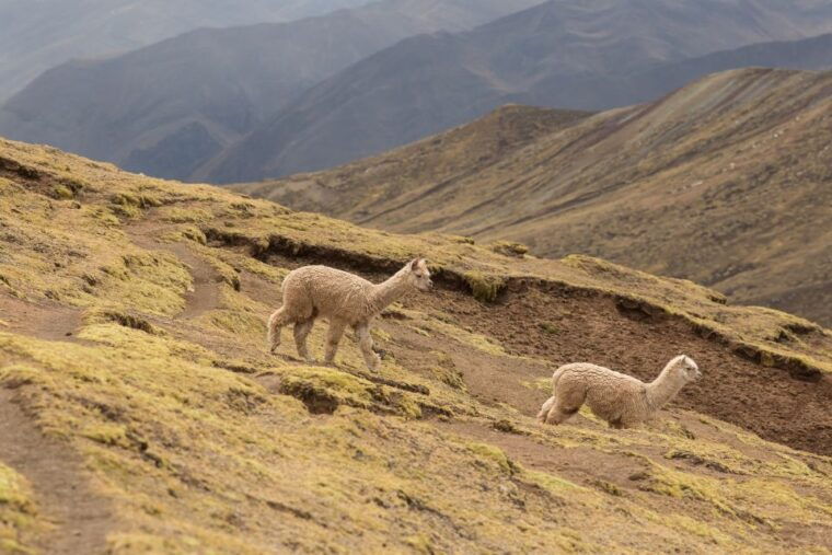cusco-full-day-private-hike-to-palcoyo-rainbow-mountain