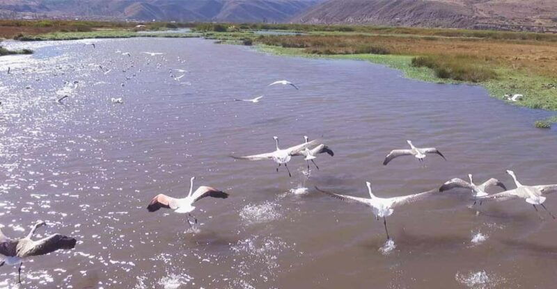 cusco-huacarpay-lake-bird-watching-tour-with-breakfast