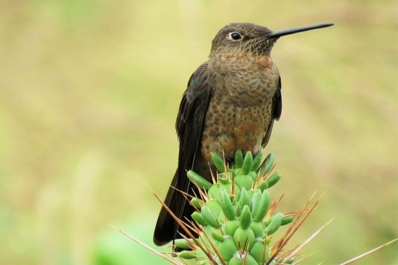 cusco-huacarpay-lake-bird-watching-tour-with-breakfast