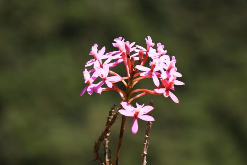 cusco-machu-picchu-2-day-inca-trail-with-panoramic-train