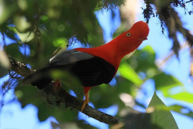 cusco-manu-8-days-package-tour