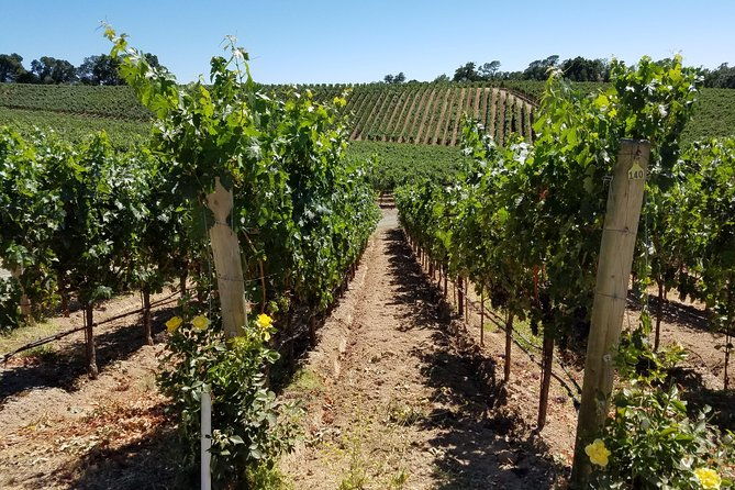 custom-8-hour-napa-valley-wine-tour-in-a-luxury-vehicle