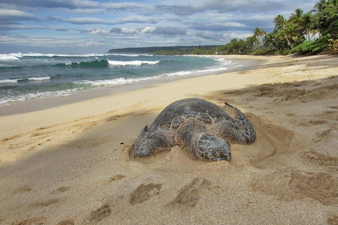 Custom Island Tour - for 6 to 14 people - up to 8 hours - Private tour of Oahu - Transportation and Comfort