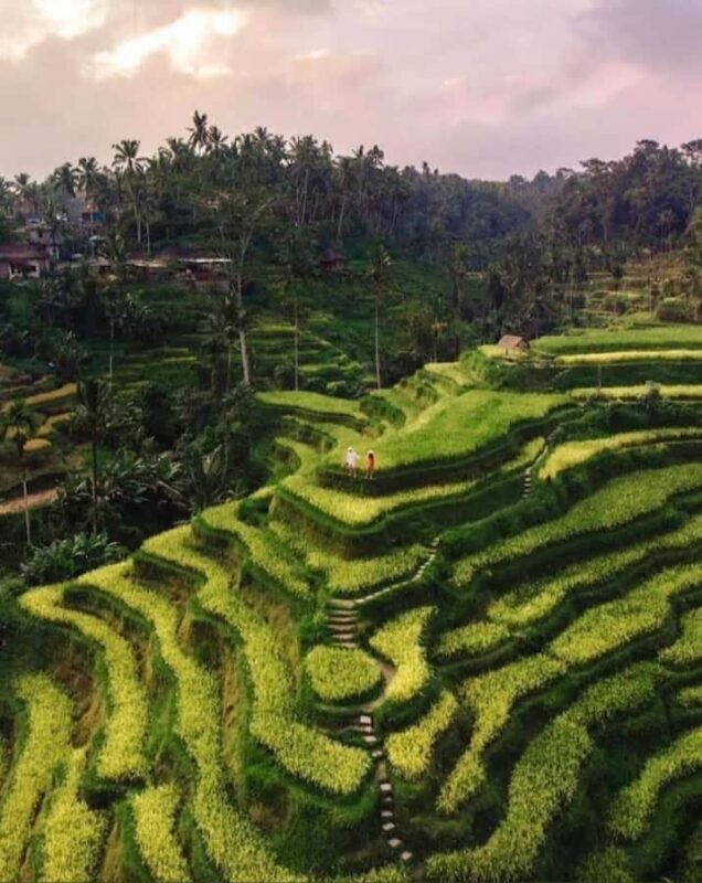 Custom Private Ubud Tour with Flexible Options & Tickets - Who Will Love This Tour?