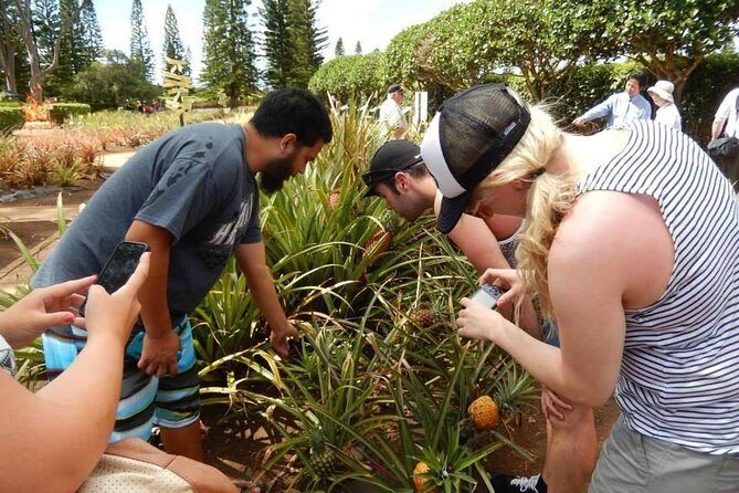 Customizable Island Tours Tours on Oahu - Discover Oahu with a Personalized Island Tour