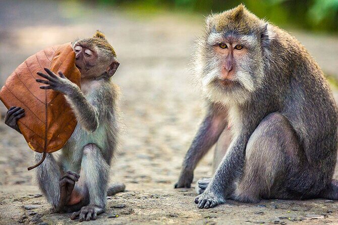 Customized 12 Days Indonesia Family Tour from Jakarta - Ubud’s Natural and Spiritual Charm