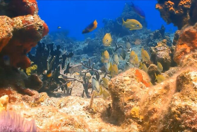 customized-snorkelingswimming-discover-coral-reefs-and-fishes